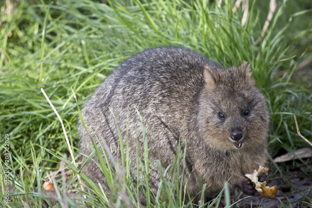 quokka