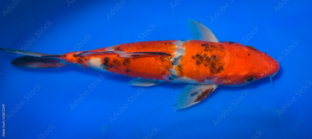 Colorful Japanese Fancy Koi Carp Fish Colorful Japanese Fancy Koi Carp Fish