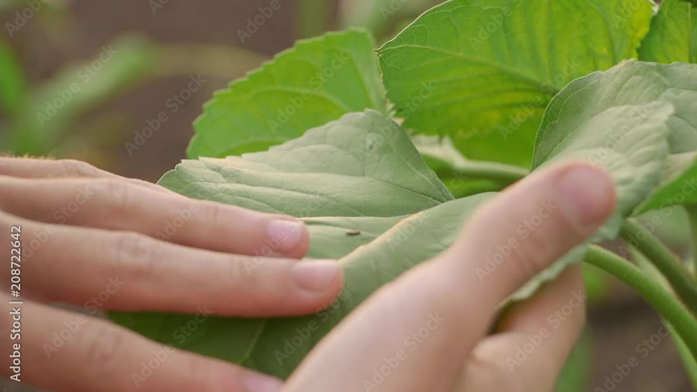 woman hand holding a little green tree plant,top view. woman hand holding a little green tree plant,top view.