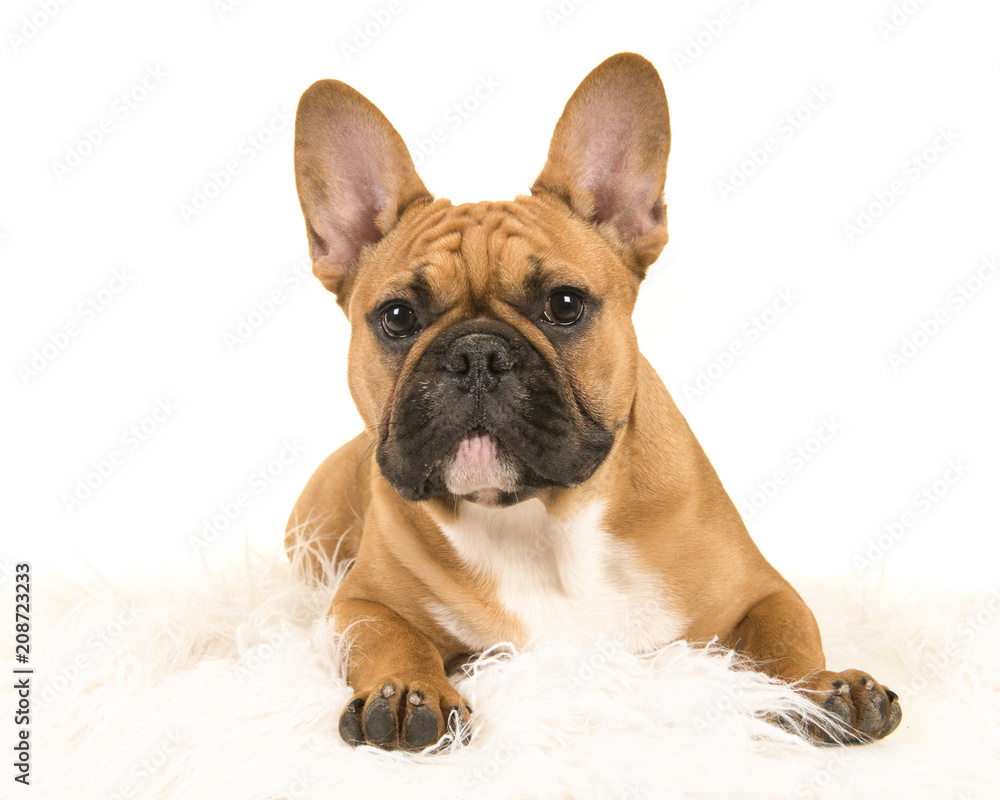 Brown french bulldog lying down on a white fur blanket looking at camera on a white background