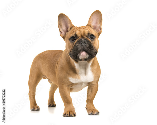 Fotografie Brown french bulldog standing looking at camera on a white background