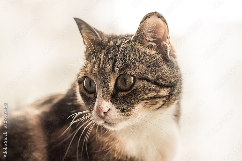 Портрет домашней кошки, питомец