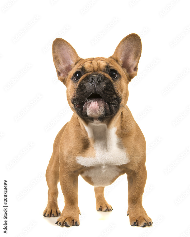 Brown french bulldog standing with mouth open looking up on a white background
