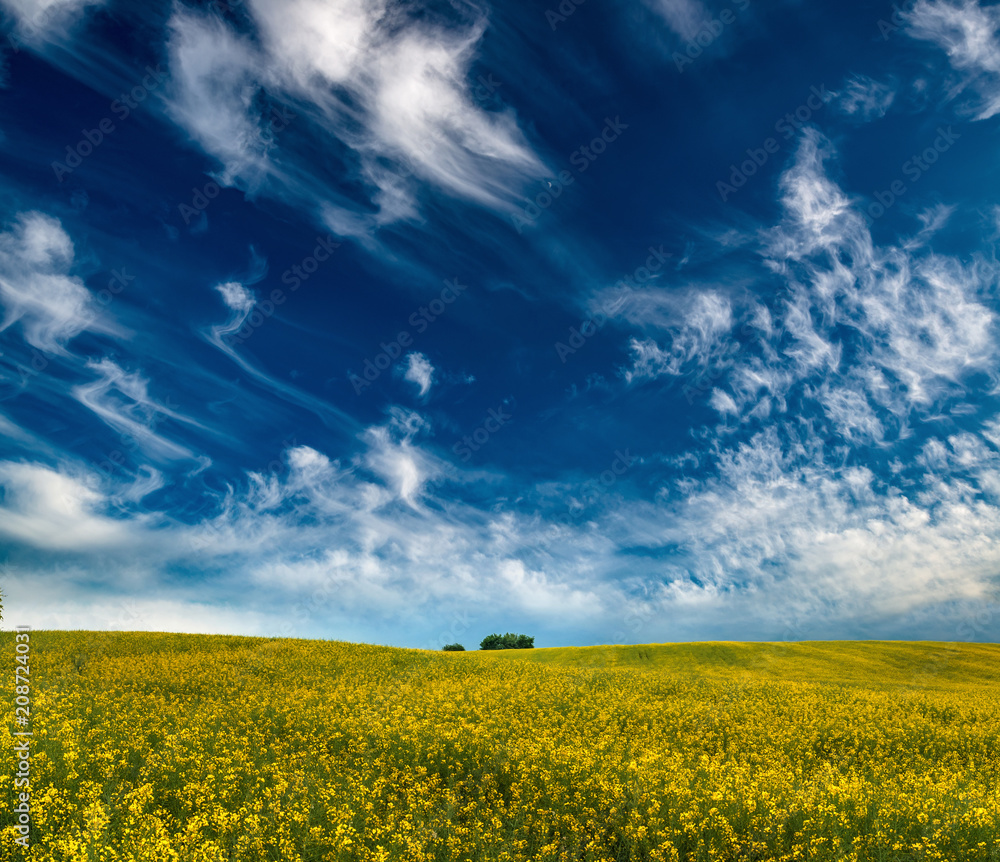 Fototapeta premium Pola rzepakowe