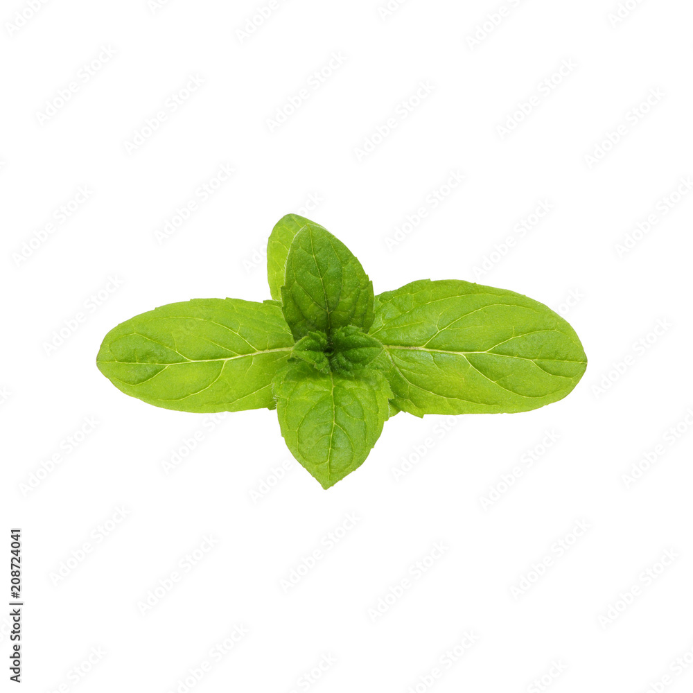 Fresh raw mint leaves Fresh raw mint leaves