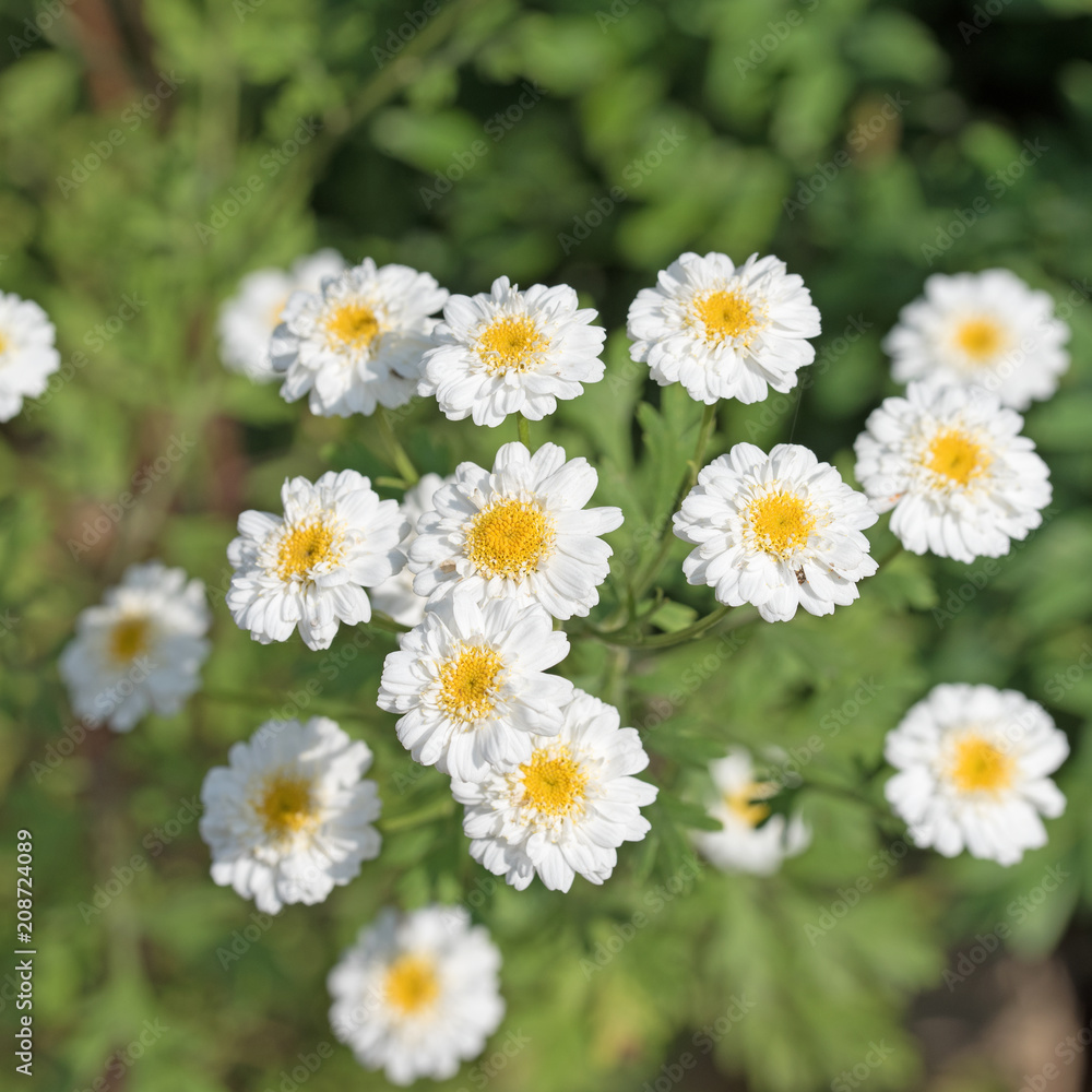 Blühendes Mutterkraut, Tanacetum parthenium Blühendes Mutterkraut, Tanacetum parthenium