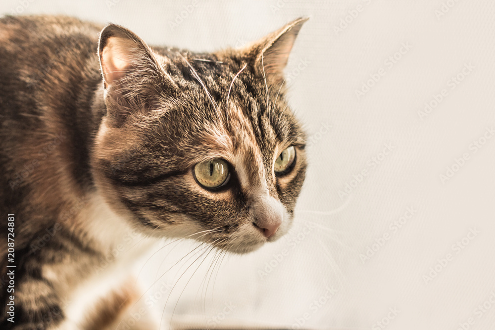 Домашняя кошка на светлом фоне, пушистый питомец