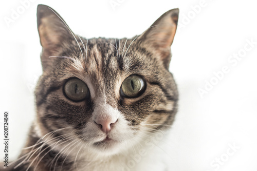 Домашняя кошка на светлом фоне, пушистый питомец © danysharipova