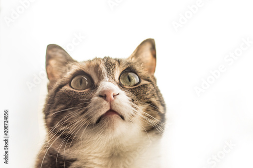 Домашняя кошка на светлом фоне, пушистый питомец