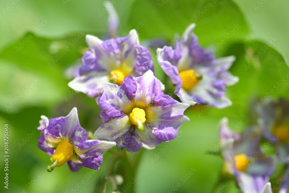 ジャガイモの花 メークイン ジャガイモの花 メークイン