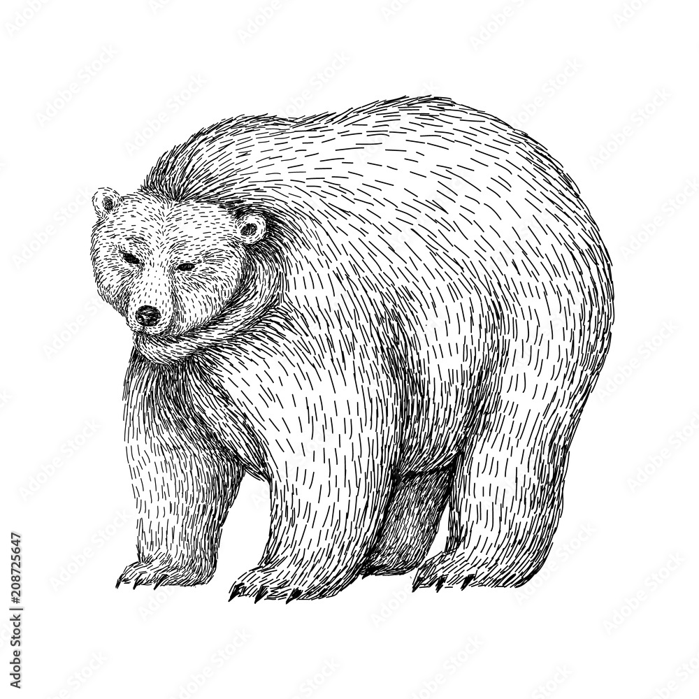 Bear Sketch Style Hand Drawn Digital Illustration Of Beautiful Black And White Animal Line Art Drawing In Vintage Style Realistic Image Stock ベクター Adobe Stock