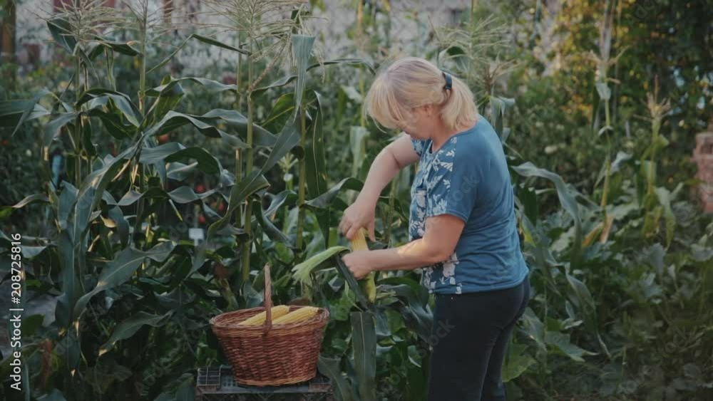 A woman works in her garden and grows all the food for herself. The hostess cuts off the husks and leaves from the corn cob, inspects it and carefully removes it in a wicker basket to carry home and A woman works in her garden and grows all the food for herself. The hostess cuts off the husks and leaves from the corn cob, inspects it and carefully removes it in a wicker basket to carry home and
