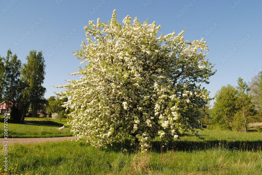Frühling Frühling