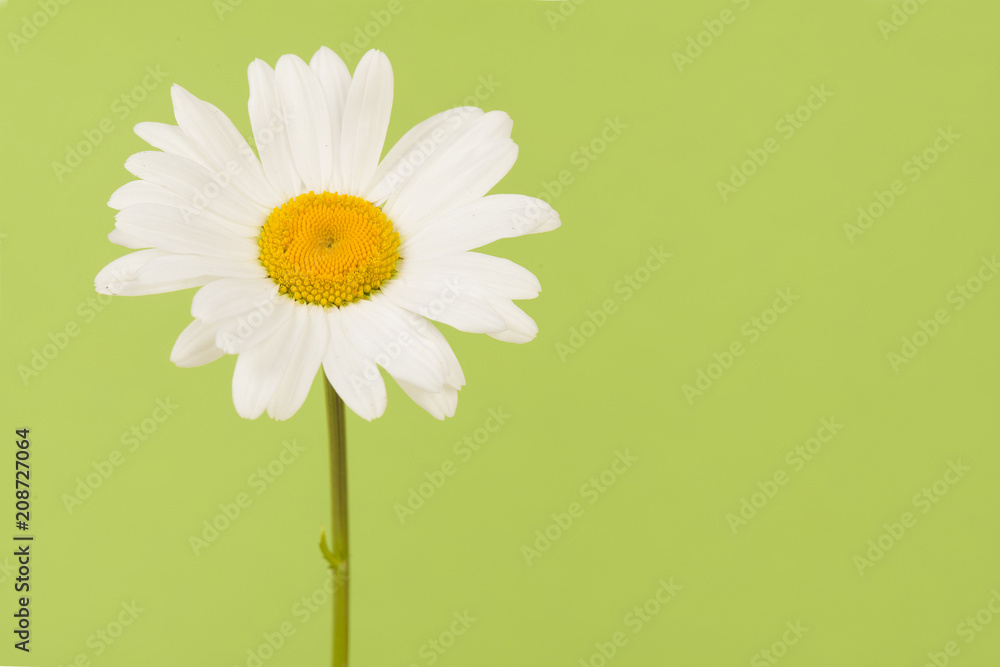 Blooming daisy flower with stem on a soft green background with space for copy Blooming daisy flower with stem on a soft green background with space for copy