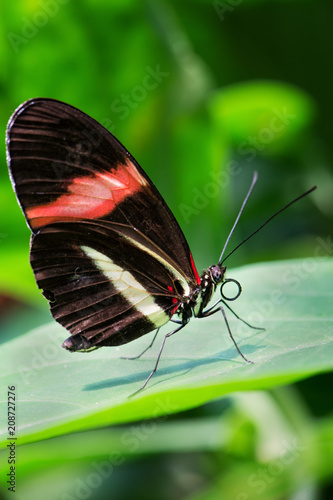 Red Postman - Heliconius erato, beautiful colorful butterfly from New World.