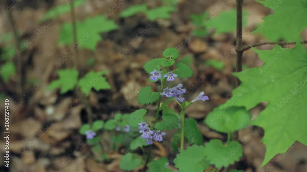 Nemophila. Spring blue flowers in the forest