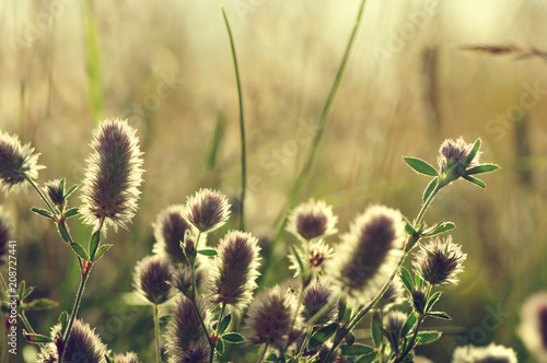 Summer flowering grass