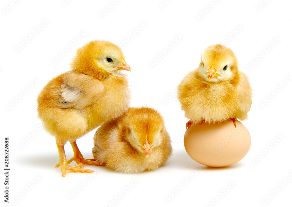 Fototapeta premium brązowe jajko i pisklęta