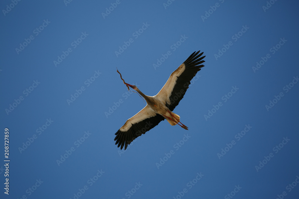 Obraz premium White stork flying with stick in its beak