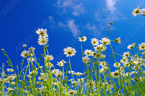 Fototapeta Naklejka Na Ścianę i Meble -  White camomiles on blue sky