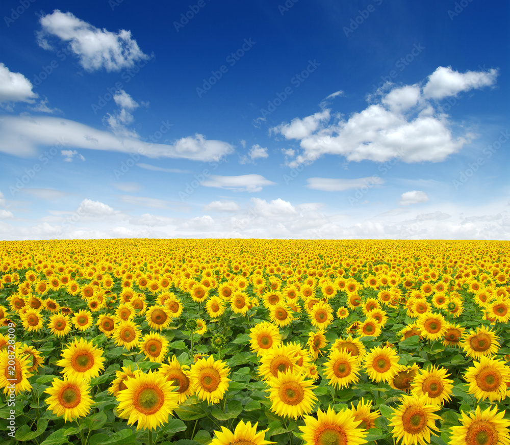 sunflowers field on sky sunflowers field on sky