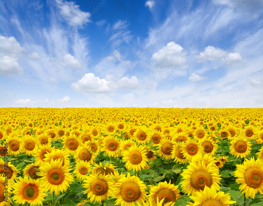Obraz premium sunflowers field on sky