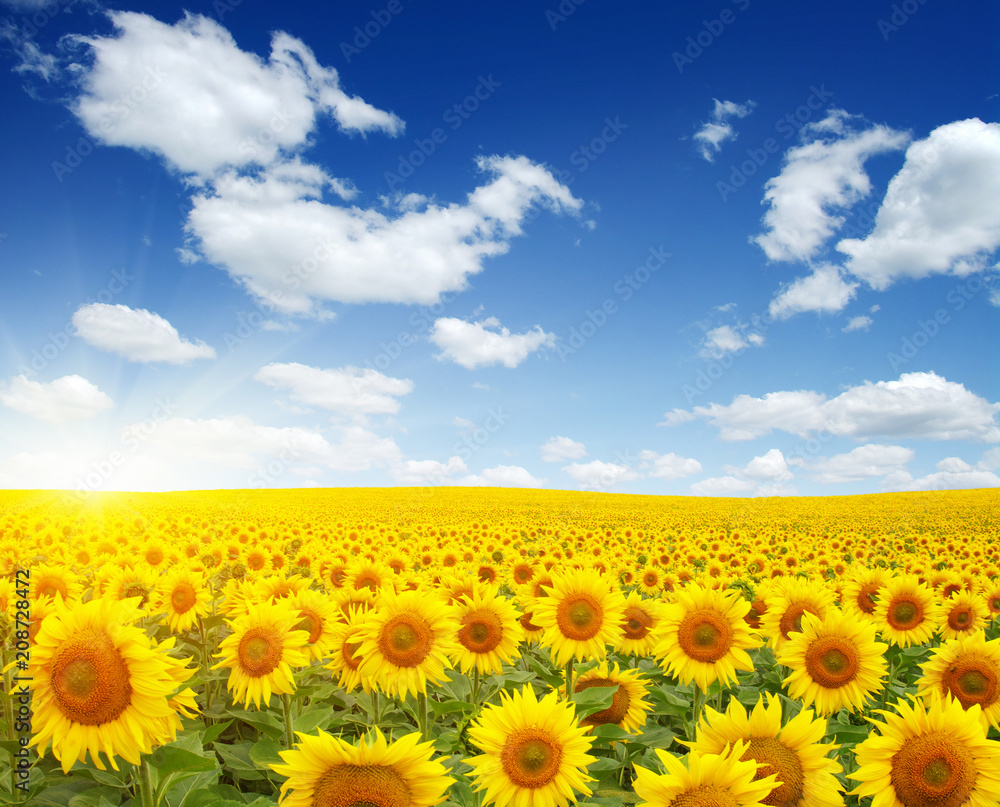 field of sunflowers field of sunflowers