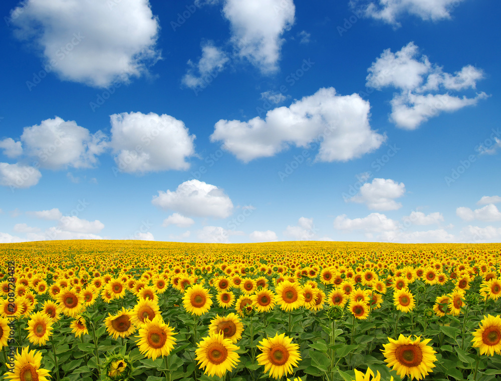 Obraz premium sunflowers field on sky