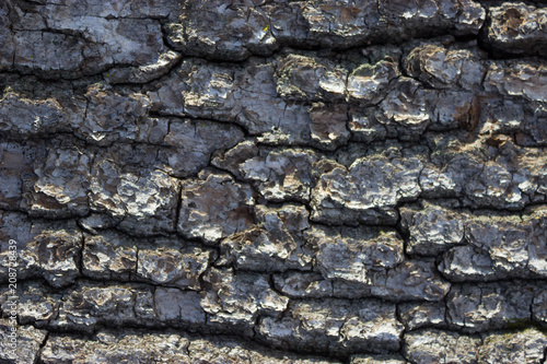 dry tree bark texture background photo