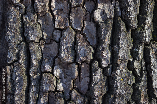 dry tree bark texture background photo