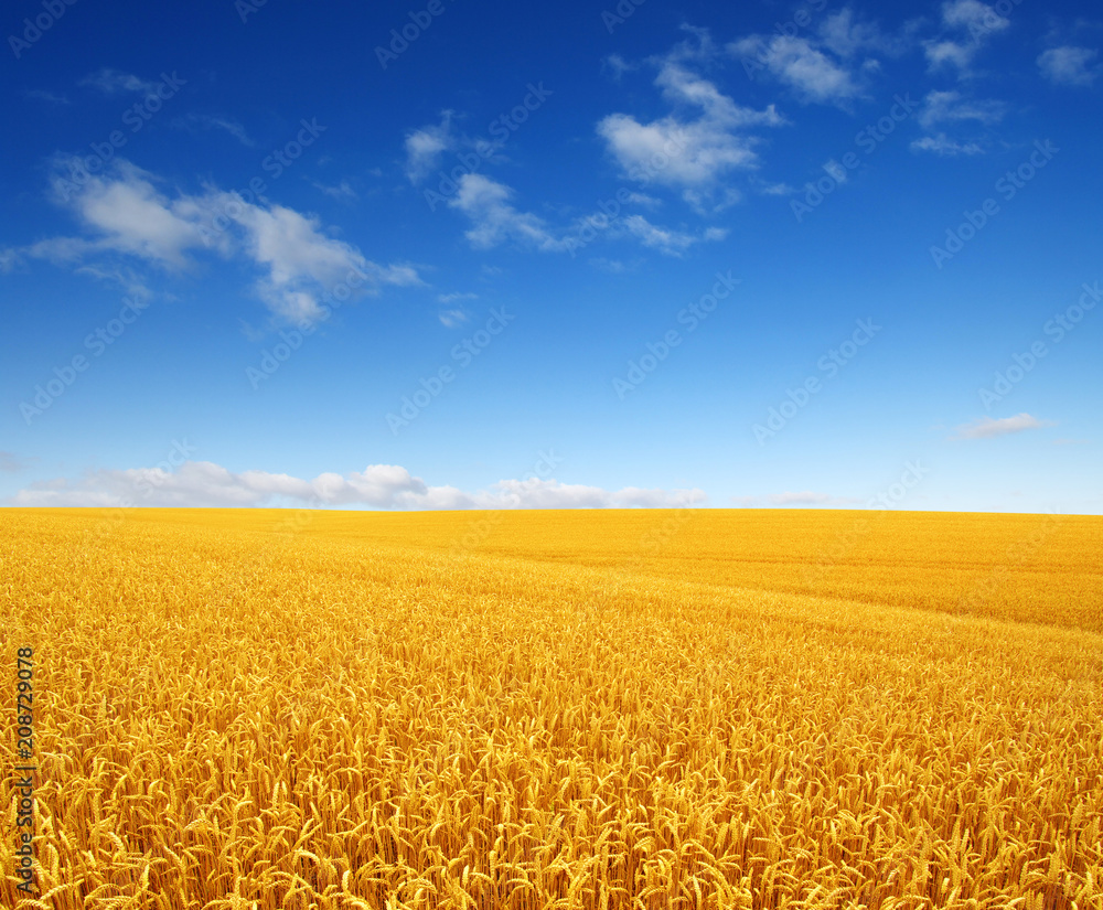 wheat field and clouds