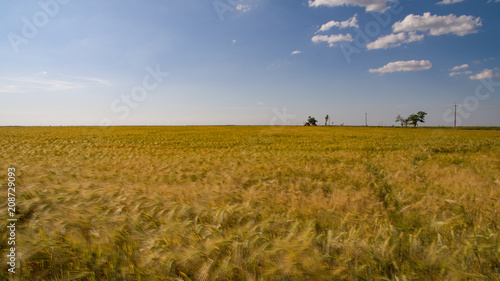 a huge wheat field of yellow color.