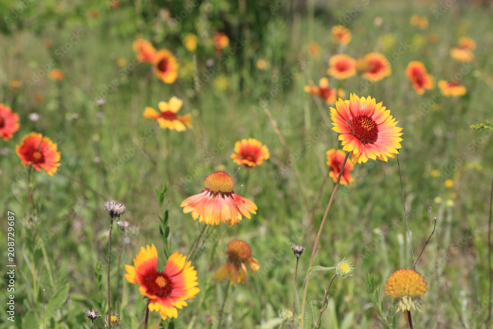 wild flower meadow