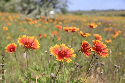 wild flowers on summer meadow