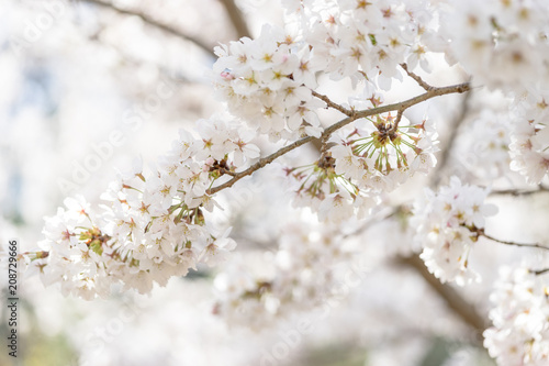 桜の花 © T-Kai