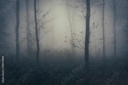 mysterious forest landscape with trees in fog