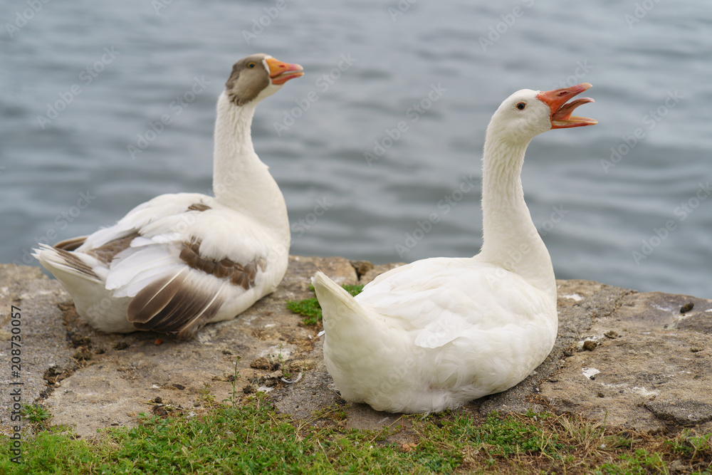 Two sitting alarming white wild geese