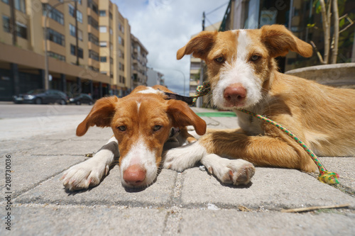 Cute couple of dogs at the street