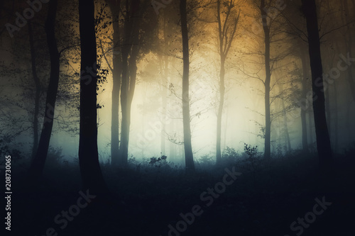 sunset in misty forest in autumn © andreiuc88