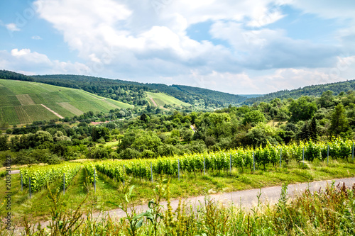 Weinberge 