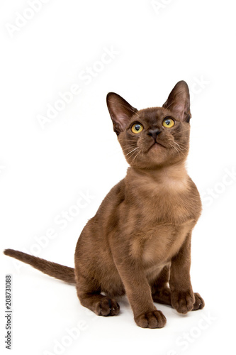 Brown burmese cat. On a white background. photo
