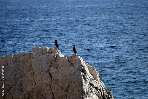 Two black cormorants sitting on a rock in the sea © Olga