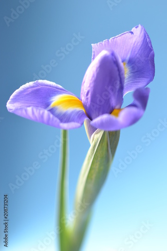flower lilac iris flora nature background blue summer 