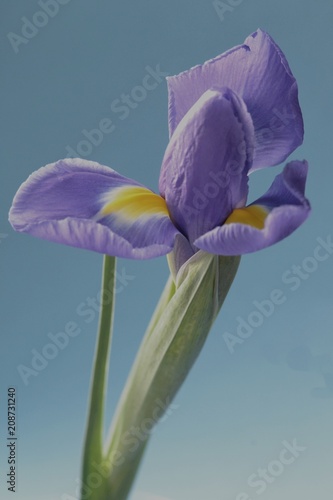 flower lilac iris backgraund blue flora nature summer