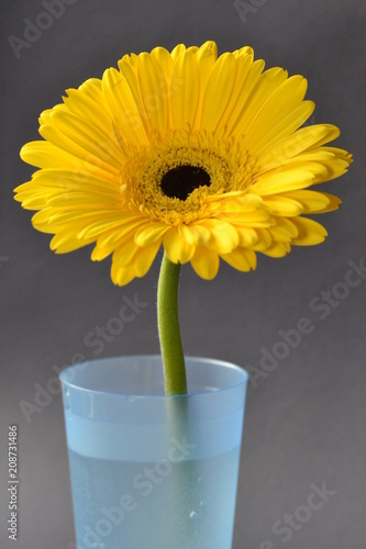 flower gerbera amber background blue flora nature macro