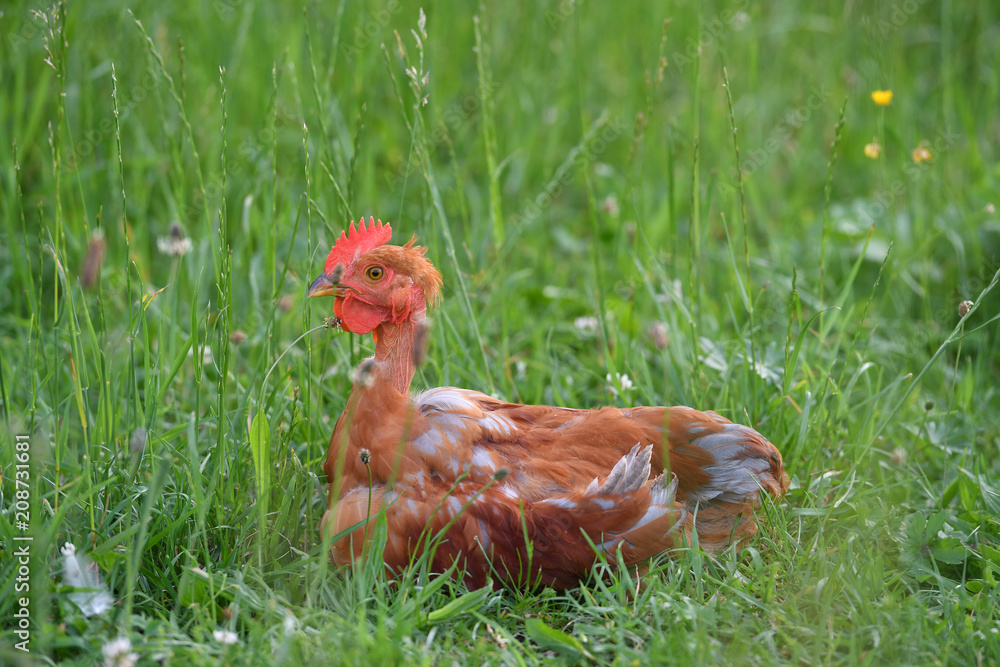 Fototapeta premium Nackthals Hahn sitzt im Gras