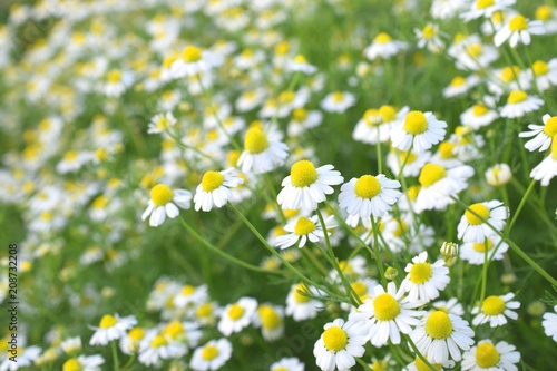 満開のカモミールの花、ハーブガーデン