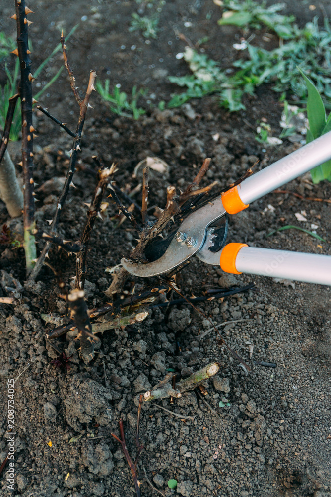 Pruning roses early in the spring. Formation of a rose bush by a gardener. Secateur in the hands of the gardener. Pruning roses early in the spring. Formation of a rose bush by a gardener. Secateur in the hands of the gardener.