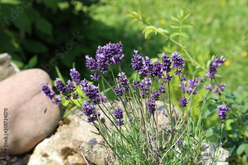 Fototapeta Naklejka Na Ścianę i Meble -  Bush of blooming lavender