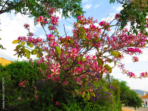 Pink flowering shrub © johnnywalker61